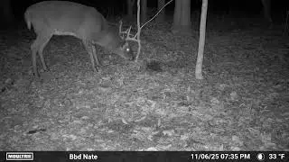 Big buck #maine #wildlife #deer #nature #hunting 