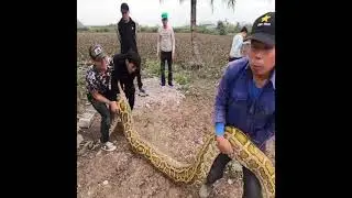 found giant python in old house wow