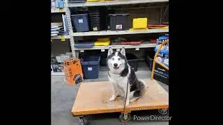Connecticut Dog Trainers/Bristol Dog Trainer-Three Year Old Huskie, Pepe.