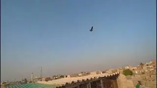 Hamza bhai sherabad walo k kabbotar