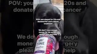 Save Leo a loving dog diagnosed with cancer. He needs $2000 for his surgery link in bio to donate