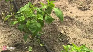Bacterial Disease on Peppers