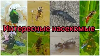 Интересные насекомые. Осы, сколии, пчела-плотник, стафилины и другие.