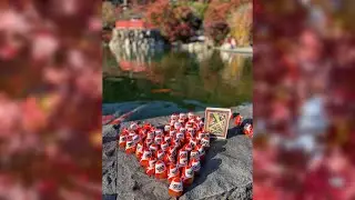 Momiji (Red maple leaf) ||Indian in japan||