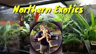 Brumation In Bearded Dragons