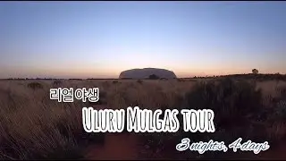 리얼 야생 울룰루투어 다녀오기 / Uluru Mulgas Tour 3night 4days