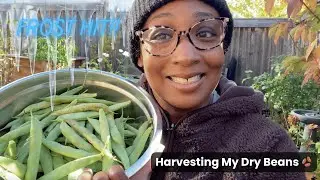 End of Season Bean Harvest | What to Do After Frost Hits