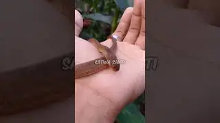 Pareas carinatus