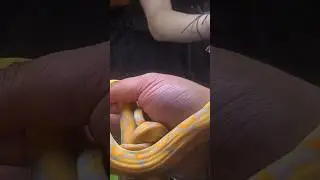 Amazing Reticulated Python #pets #snake #python #animals