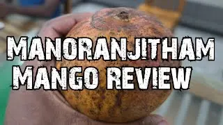 Manoranjitham Mango Review
