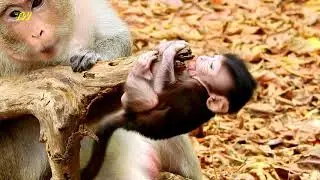 Funny little baby Nelson fails & falls down / Cute gestures of monkey baby / Monkey baby playing