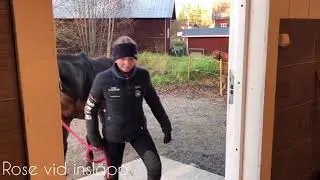 Skoluppgift, h&auml;stens beteende