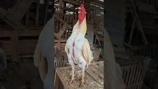 Ayam bangkok berkokok #ayam #ayambangkok #chicken