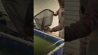 Temporary Home for the Koi During Pond Renovation