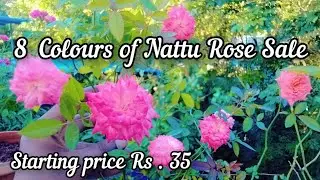 8 Colours of Nattu Rose sale / Sale by @ RV Garden-msv .