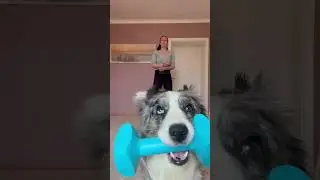 Trick Training