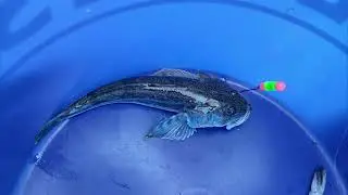 Santa Cruz Warf Crabbing and Fishing