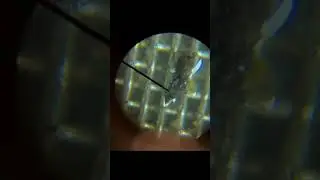 Extracting microfossils from limestone