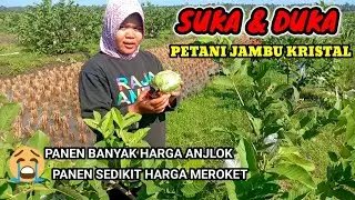 SUKA & DUKA PETANI JAMBU KRISTAL, PANEN BANYAK HARGA ANJLOK,SEDIKIT MAHAL