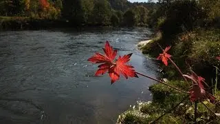 Der Fluss Pegnitz  - River flows in you