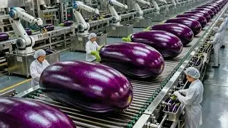 Inside The BIGGEST eggplant Farm & Factory - From Seed to Harvest (Full Process)
