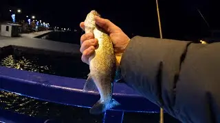 Light Spinning for Winter Seabass at Night (Ribolov Brancina)