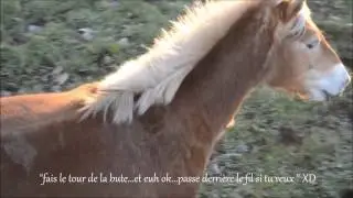 haflinger Naïade - Pauline Beulze - liberté et freestyle
