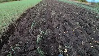 Plowing winter barley as siderat