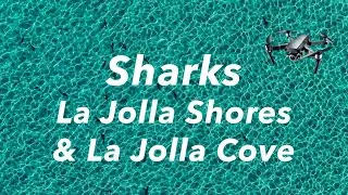 Sharks in La Jolla - Aerial Video of Sharks at La Jolla Shores #lajolla #bommarito #shark