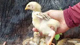 PINTINHOS DE GALINHA BAL&Atilde;O SOLTOS NA TERRA