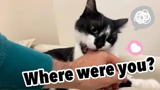 Cat back home reaction | Daddy was out of the house for 5 days | Uni & Nami sister cats