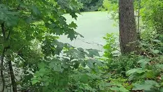 Green heron's fighting and calling.
