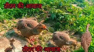 Teetar ki awaaz