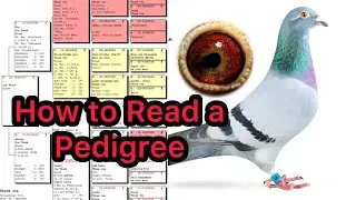 How to read a pedigree of Racing Pigeon || Kalapati