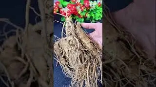 ASMR Food Tutorial🔥 @ 2021