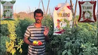 Tomato special drip grade tolibro farmer testimonial #tomato #agriculture  #farmers #managromor