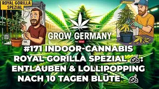 #171 Indoor Cannabis: Royal Gorilla Spezial: Entlauben & Lollipopping nach 10 Tagen Bl&uuml;te