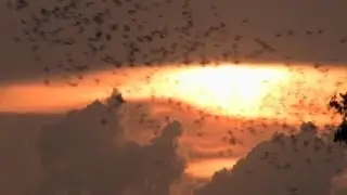 GLEFF: The Battle for Bats with Director Dave McGowan