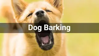 Dog Barking &bull; Animals &bull; Sounds Effects (No Copyright Sounds)