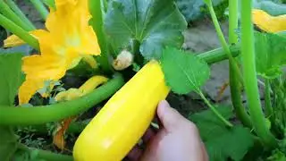 Channel introduction | Home gardening channel