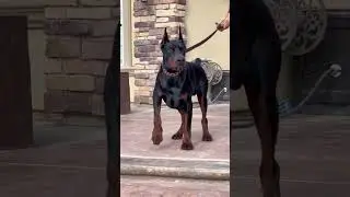 Doberman #doberman #2023 #protection