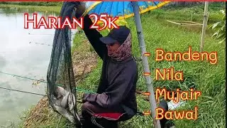 Mancing Bandeng harian 25k @KawanGentak