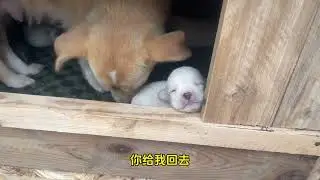 捡到一窝小狗狗后续，十几天后小狗崽都快要会走路了 #流浪狗不再流浪 #捡狗后续 #捡到狗 #vlgo #流浪狗