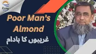 POOR MAN'S ALMOND  | Dr. Tehseen Akhtar | @risinghigh4101