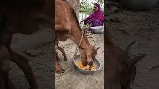 চোখ জোড়ানো দৃশ্য.. @daily vlog # shorts