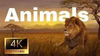 ЦАРСТВО ЖИВОТНЫХ 4K 60FPS