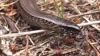 Nature video4k Nature videostatus full screen Natural meditation music with positive Snake 4k video