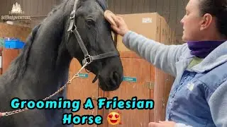 Grooming A Friesian Horse | Horse Care