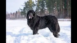Newfoundland Dog breed facts