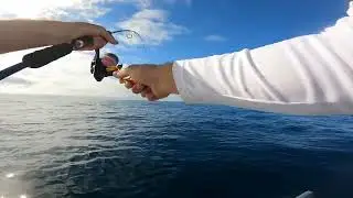 Fishing the Gold Coast FADS for Dolphin Fish (Mahi Mahi)